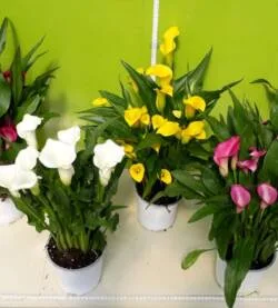 Fioravanti Fiori, foto 8